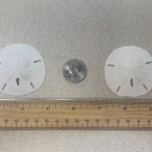 Tumbler Home White Sand Dollars 2" to 2.25" Set of 48 - Wedding Seashell Craft Sand Dollars- Hand Picked and Professionally Packed