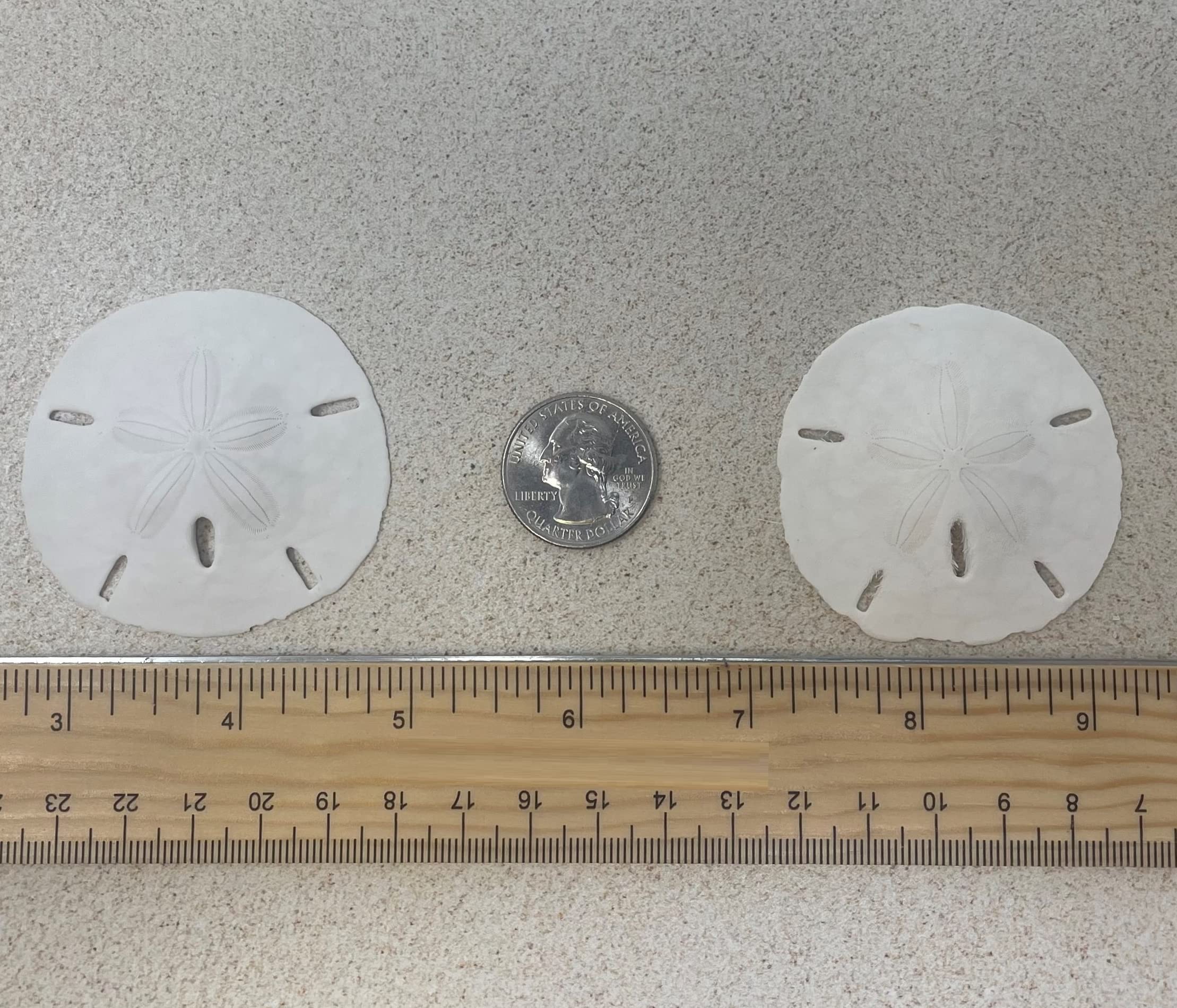 Tumbler Home White Sand Dollars 2" to 2.25" Set of 48 - Wedding Seashell Craft Sand Dollars- Hand Picked and Professionally Packed