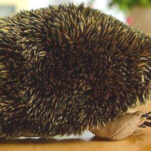 TAMMYFLYFLY Lifelike Echidna Plush Stuffed Animal Toy Echidna Animal Model (20CM)