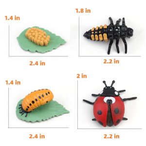 Montessori Life Cycle Learning & Education Toys, Plastic Insect Ladybug Monarch Butterfly Tadpole to Frog Kit Life Cycle Toys for Kids, Preschool Learning Activities for Toddlers