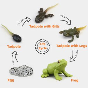 Montessori Life Cycle Learning & Education Toys, Plastic Insect Ladybug Monarch Butterfly Tadpole to Frog Kit Life Cycle Toys for Kids, Preschool Learning Activities for Toddlers