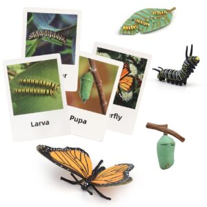 montessori life cycle animal figures with flash cards, plastic insects monarch butterfly kit caterpillar toy for kids, realistic animal figurines (butterfly)