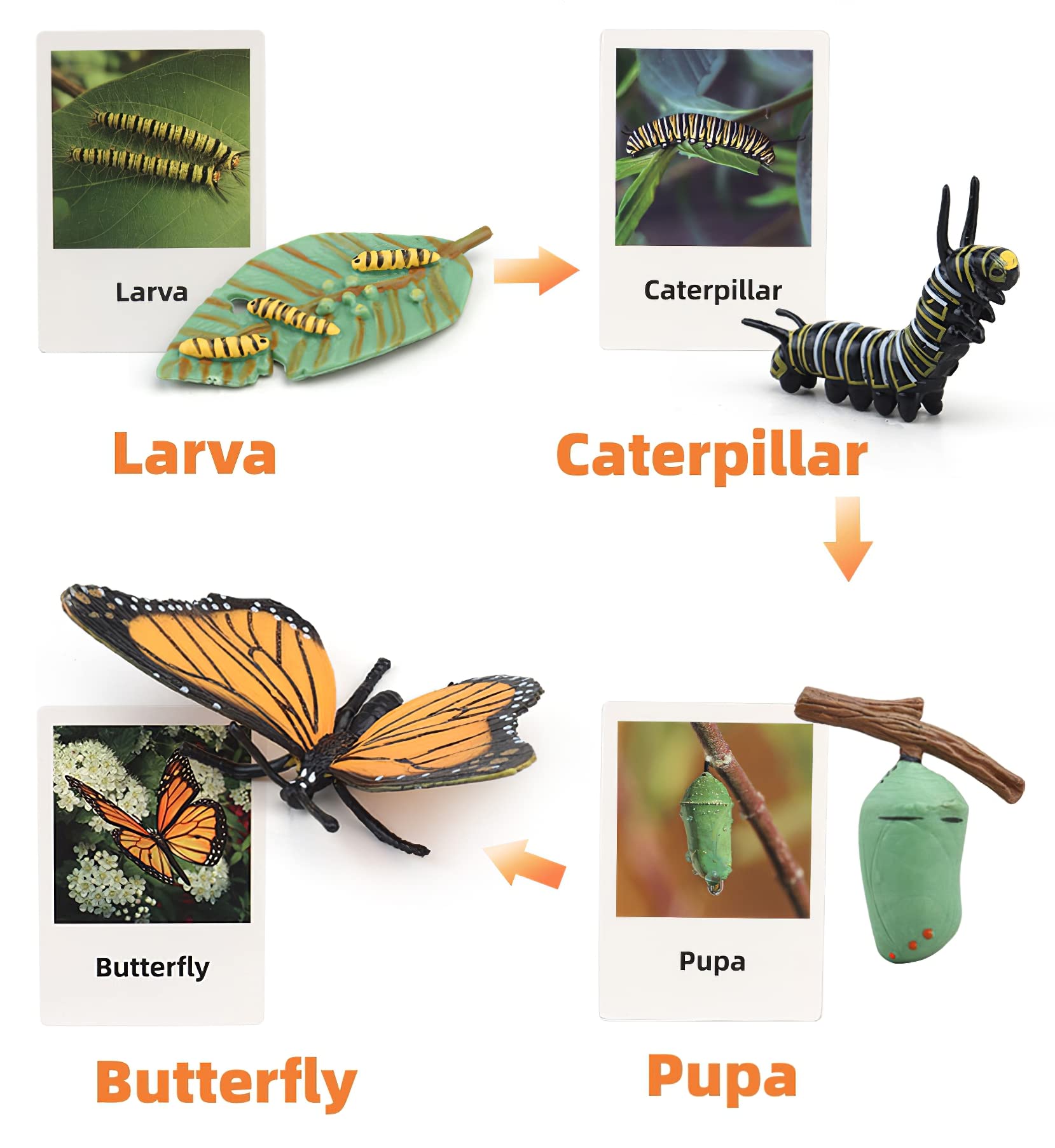 Montessori Life Cycle Animal Figures with Flash Cards, Plastic Insects Monarch Butterfly Kit Caterpillar Toy for Kids, Realistic Animal Figurines (Butterfly)