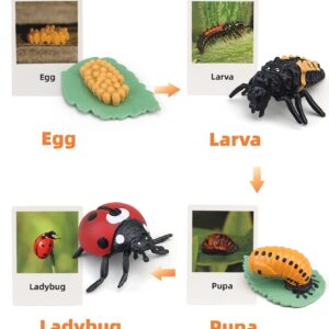 Montessori Life Cycle Learning & Education Toys, Plastic Insect Ladybug Monarch Butterfly Tadpole to Frog Kit Life Cycle Toys for Kids, Preschool Learning Activities for Toddlers