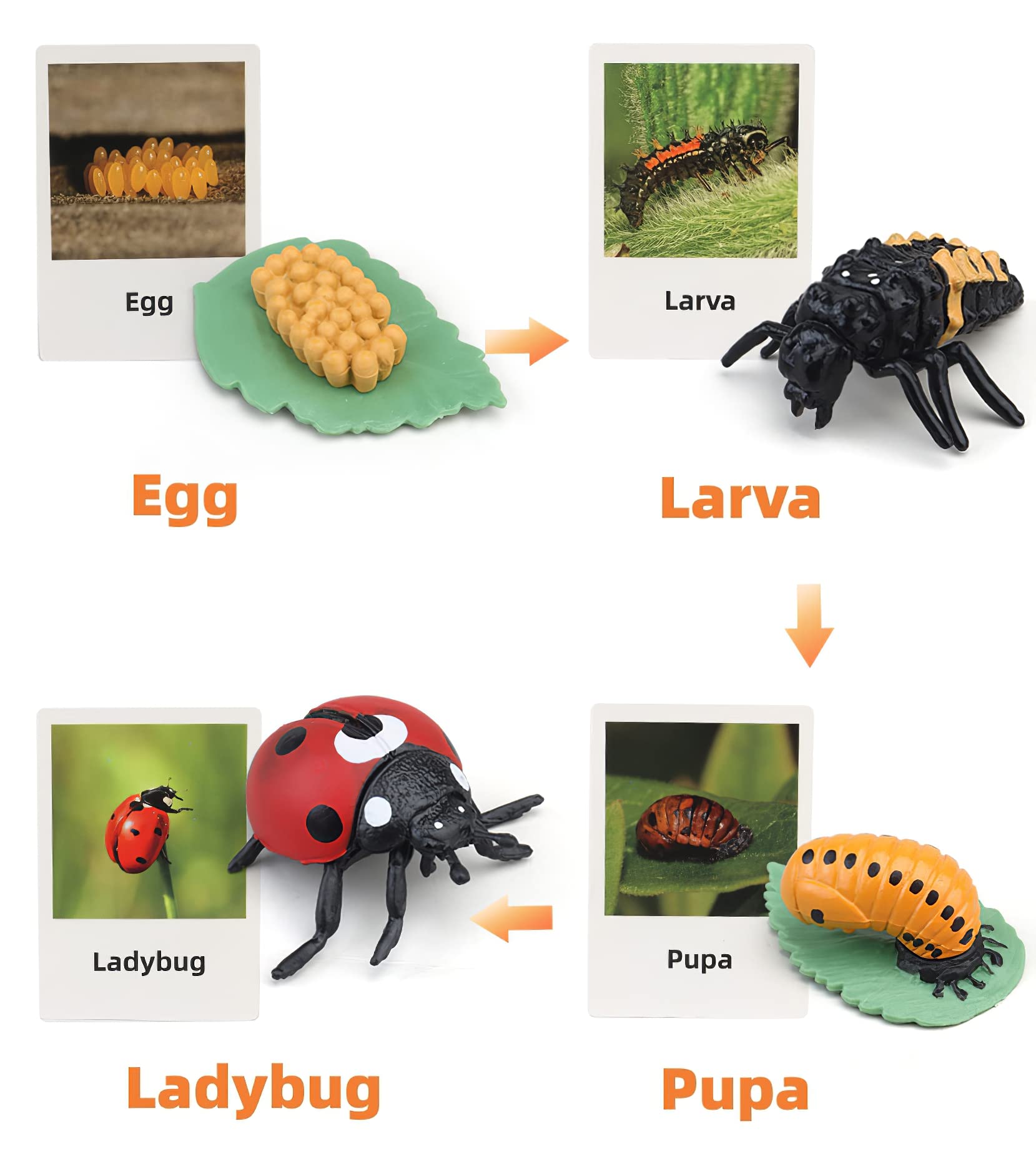 Montessori Life Cycle Learning & Education Toys, Plastic Insect Ladybug Monarch Butterfly Tadpole to Frog Kit Life Cycle Toys for Kids, Preschool Learning Activities for Toddlers