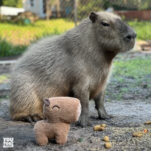 YouTooz Capybara 9" Inch Plush, Super Soft and Adorable Capybara Animal Plush Capybara Plush Collection