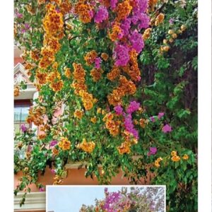 Ceaco - Scenic Photography - Boulevard in Bloom - 300 Piece Jigsaw Puzzle