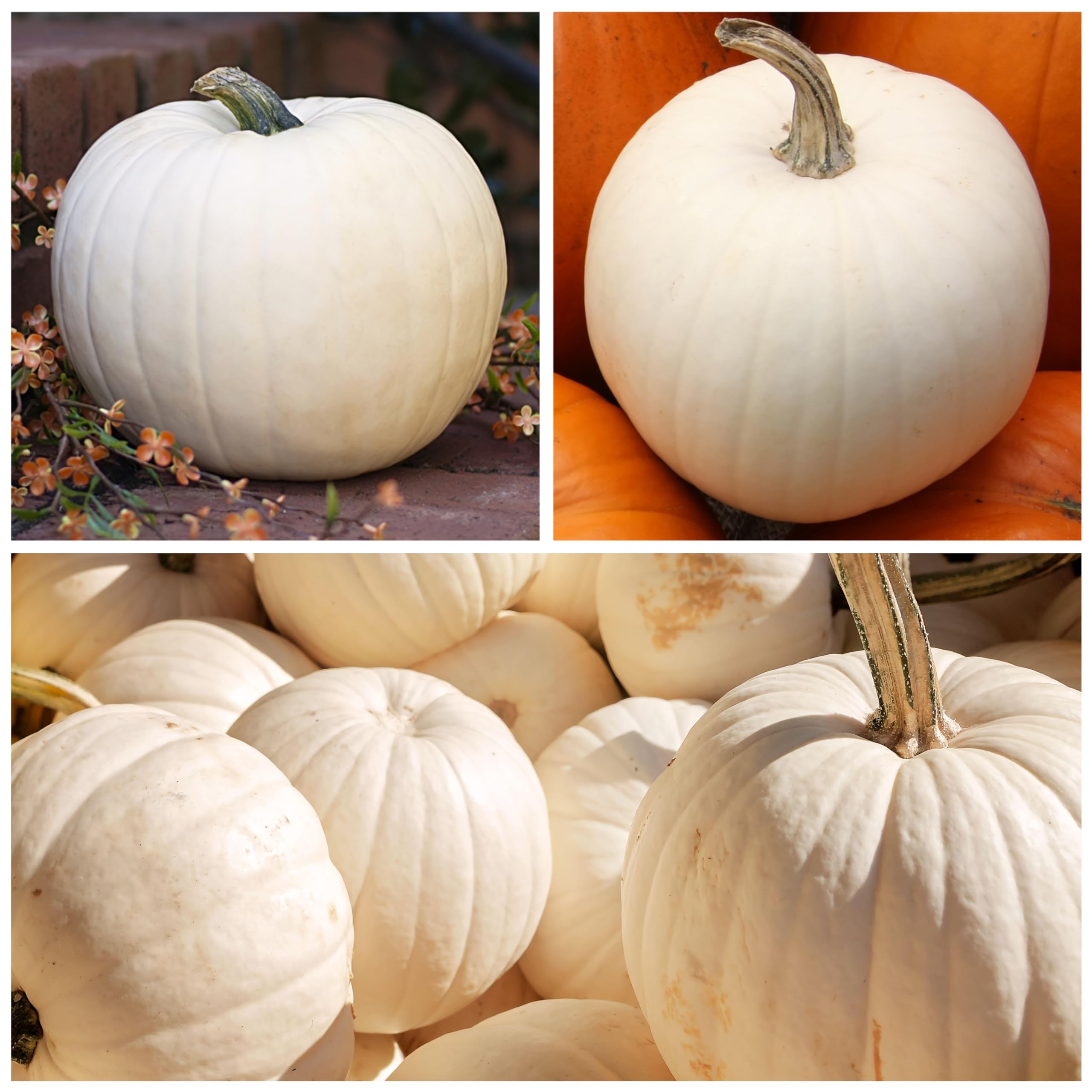 Seed Needs, Lumina Pumpkin Seeds - 15 Heirloom Seeds for Planting Cucurbita Maxima - White Fruits Perfect for Carving Alongside Jack O Lantern - Non-GMO & Untreated (1 Pack)