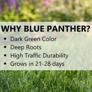 Jonathan Green (11970) Blue Panther Kentucky Bluegrass Grass Seed - Cool Season Lawn Seed (3 lb)