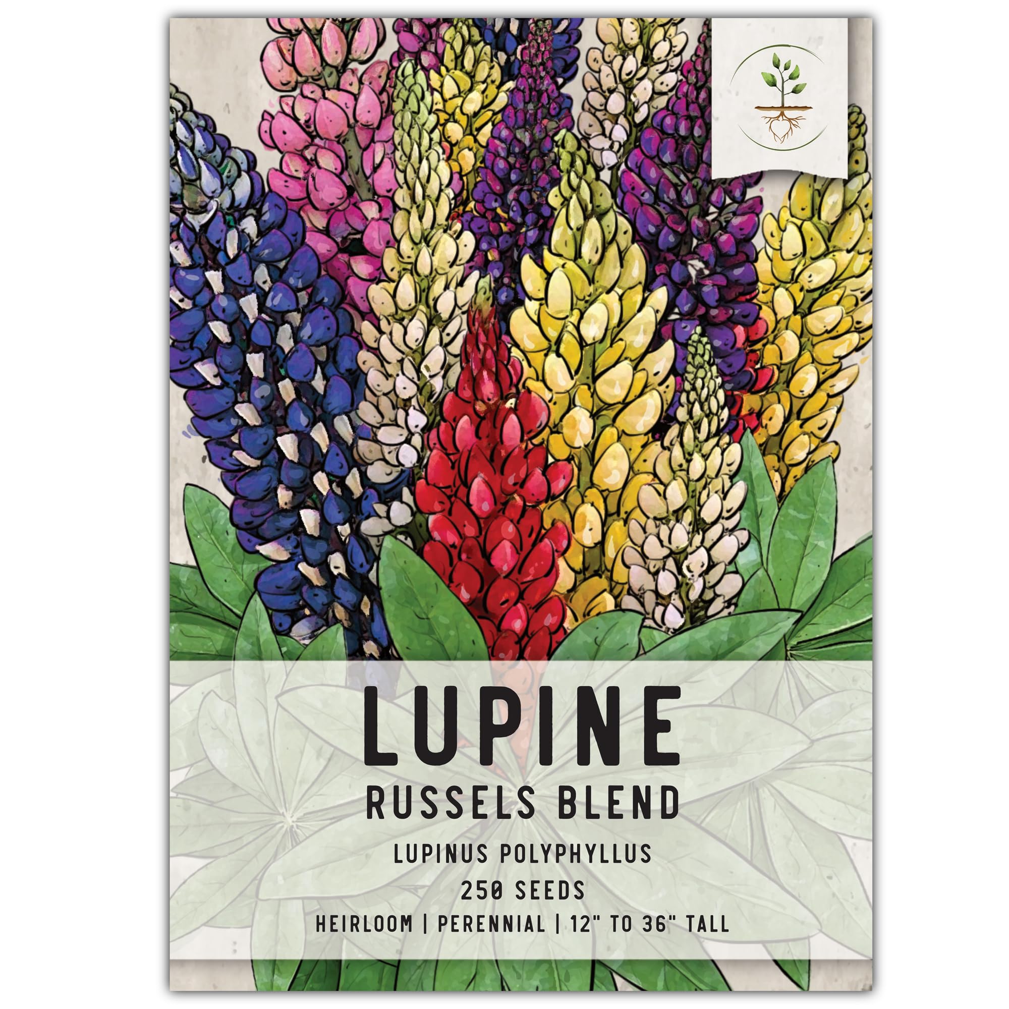 Seed Needs, Mixed Lupine Russell Seeds - 250 Heirloom Seeds for Planting Lupinus polyphyllus - Profuse Colorful Blooms for a Butterfly Garden, Attracts Pollinators (1 Pack)