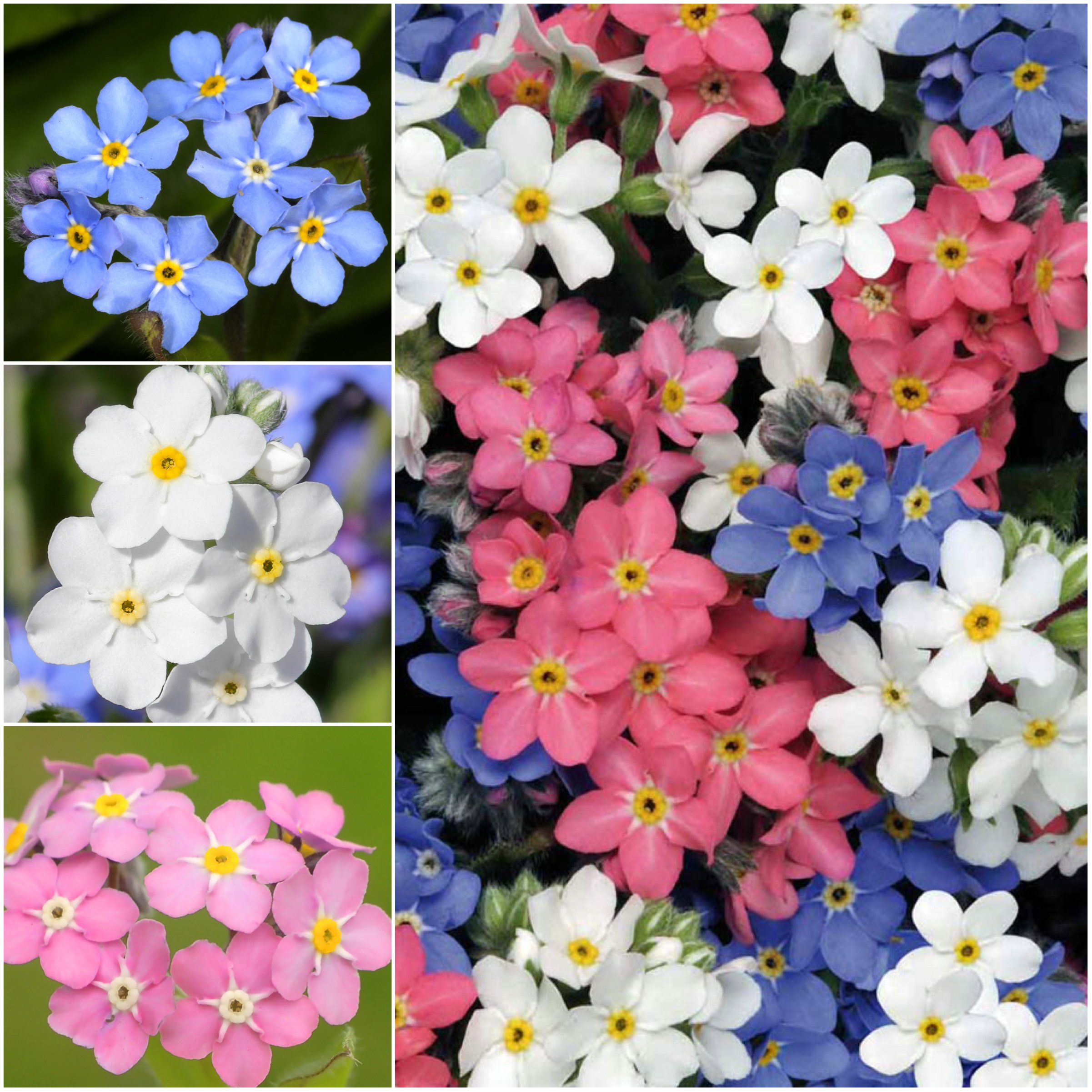 Seed Needs, Mixed Forget Me Not Seeds - 1,000 Heirloom Seeds for Planting Myosotis alpestris - Pink Blue & White Blooms, Open Pollinated & Pollinator Friendly (1 Pack)