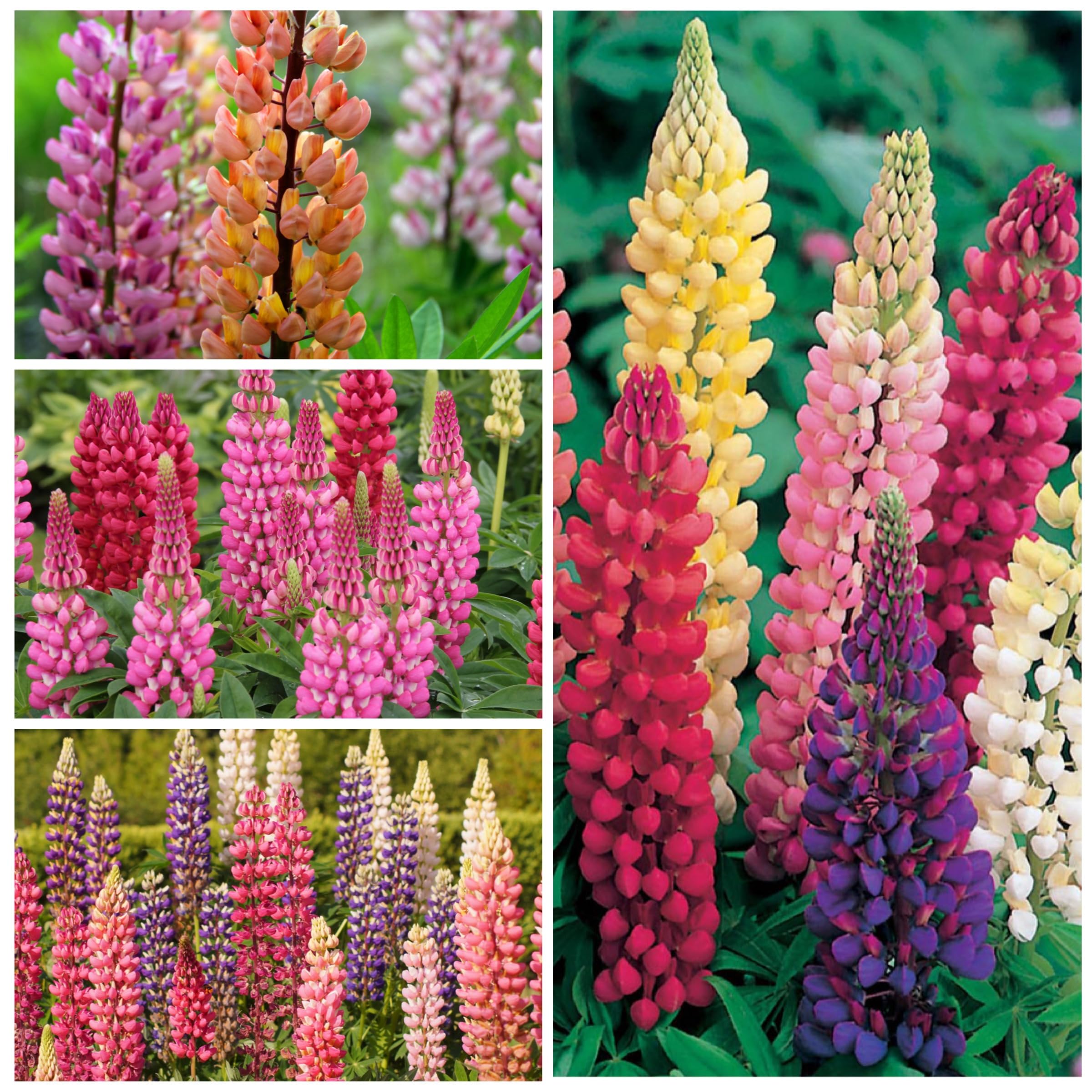 Seed Needs, Mixed Lupine Russell Seeds - 250 Heirloom Seeds for Planting Lupinus polyphyllus - Profuse Colorful Blooms for a Butterfly Garden, Attracts Pollinators (1 Pack)