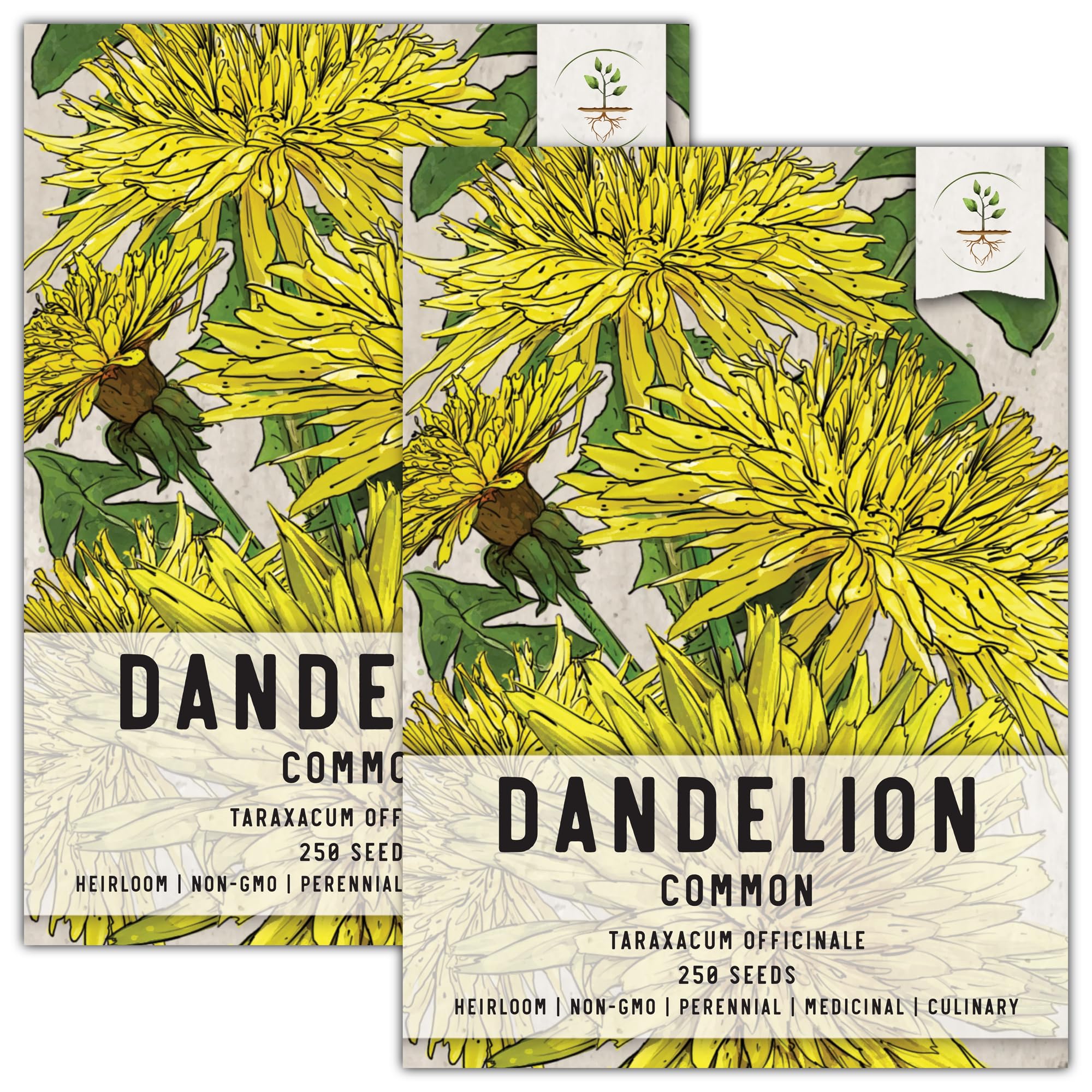 Seed Needs, Dandelion Seeds - 250 Heirloom Seeds for Planting Taraxacum officinale - Non-GMO & Untreated - Great for Tortoises, Rabbits & Bearded Dragons (2 Packs)