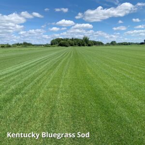 Jonathan Green (11970) Blue Panther Kentucky Bluegrass Grass Seed - Cool Season Lawn Seed (3 lb)