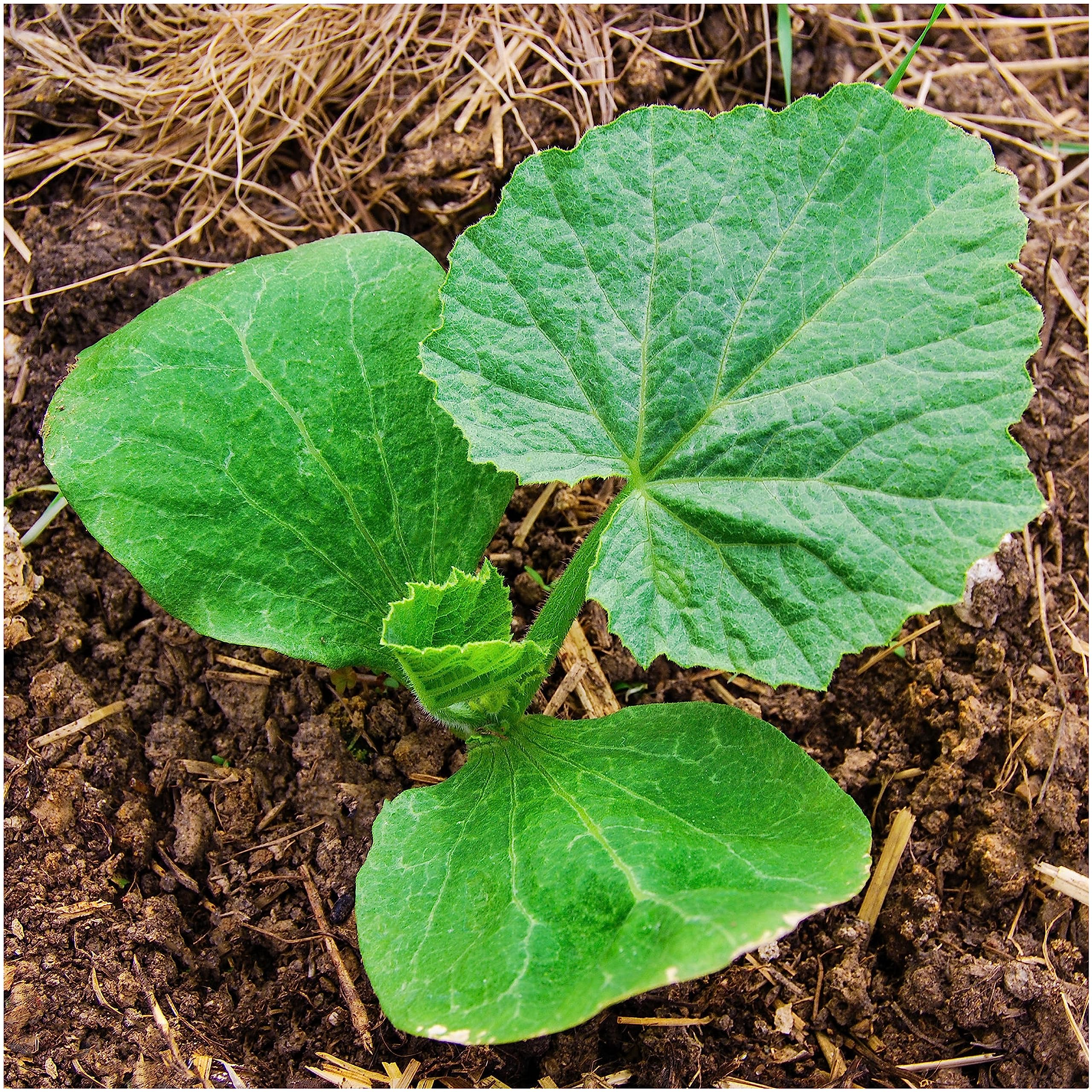 Seed Needs, Lumina Pumpkin Seeds - 15 Heirloom Seeds for Planting Cucurbita Maxima - White Fruits Perfect for Carving Alongside Jack O Lantern - Non-GMO & Untreated (1 Pack)