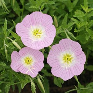 Outsidepride 5000 Seeds Perennial Oenothera Speciosa Showy Evening Primrose Wild Flower Seeds for Planting