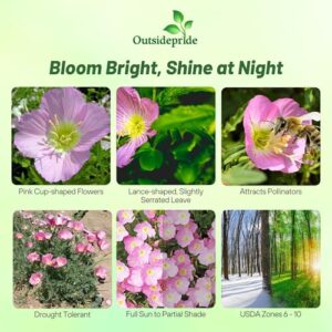 Outsidepride 5000 Seeds Perennial Oenothera Speciosa Showy Evening Primrose Wild Flower Seeds for Planting