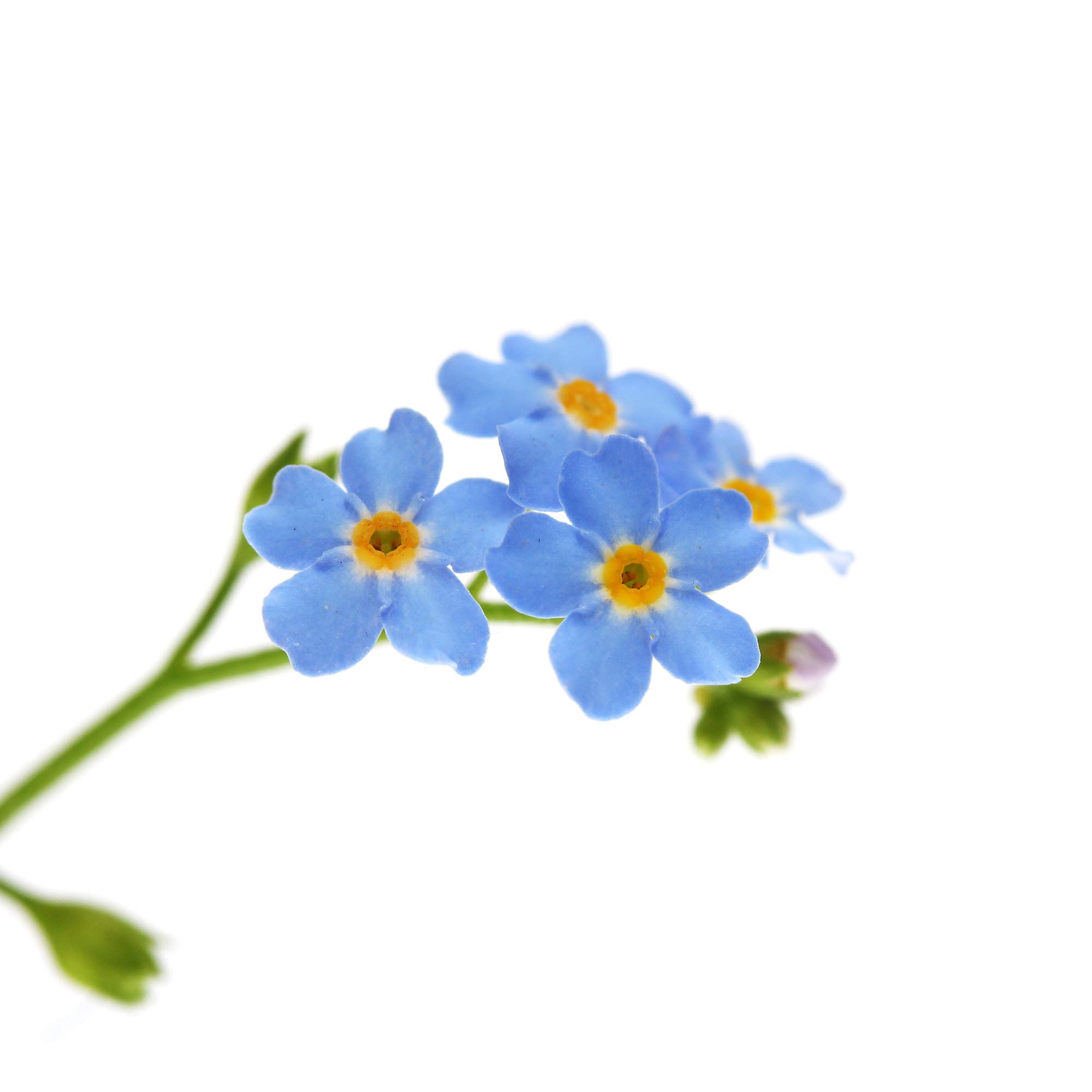 Outsidepride 5000 Seeds Perennial Myosotis Alpestris Forget-Me-Not Blue Garden Flower Seeds for Planting