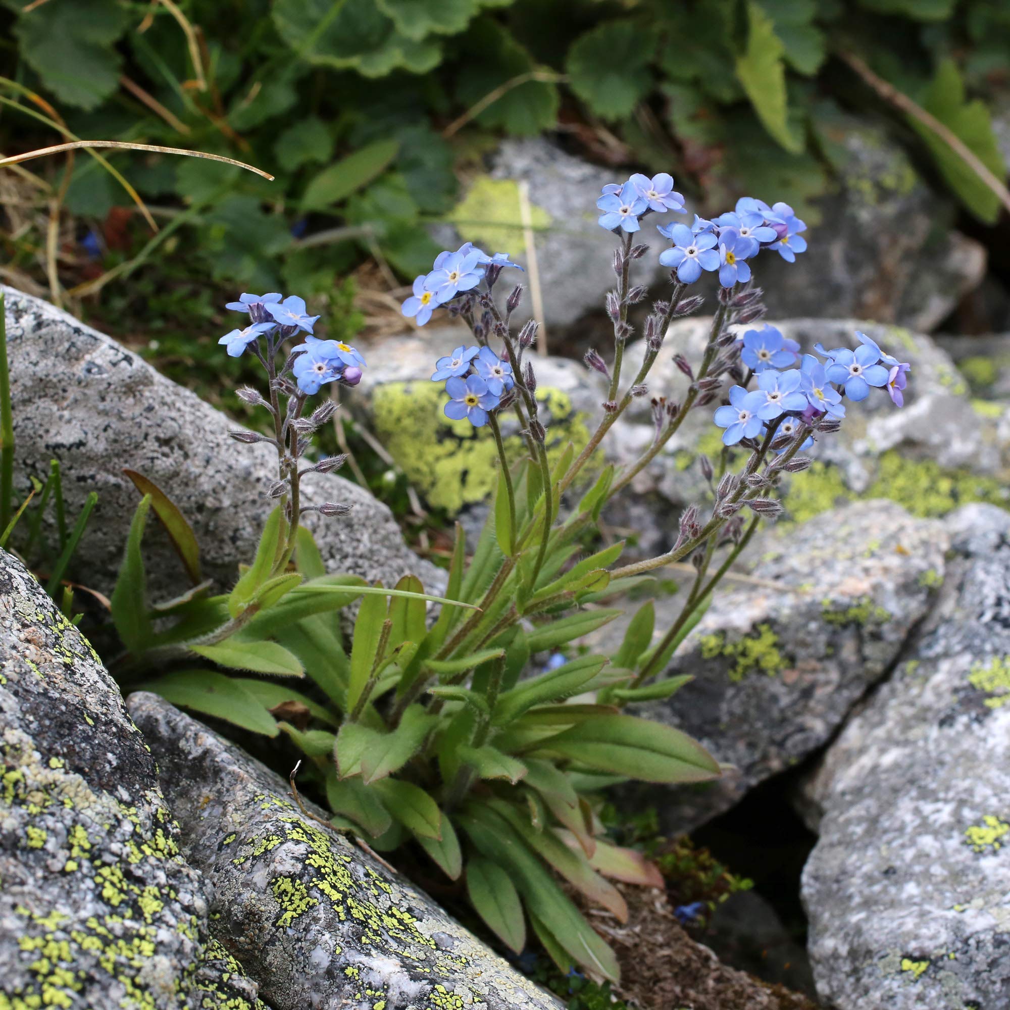 Outsidepride 5000 Seeds Perennial Myosotis Alpestris Forget-Me-Not Blue Garden Flower Seeds for Planting