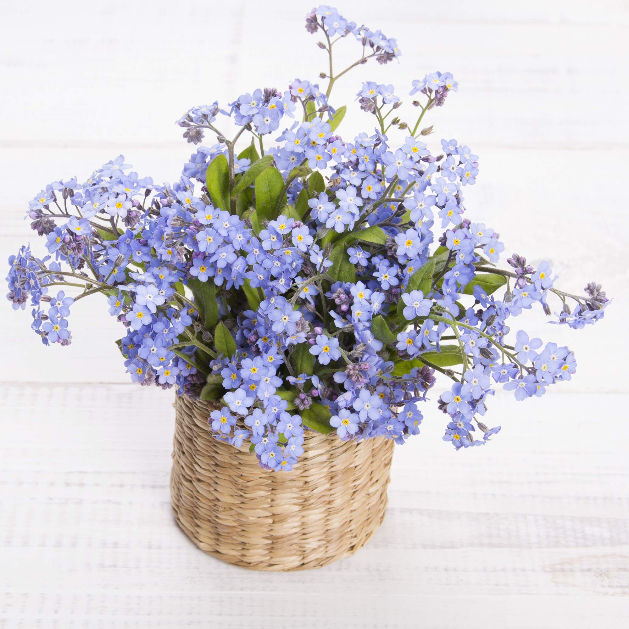 Outsidepride 5000 Seeds Perennial Myosotis Alpestris Forget-Me-Not Blue Garden Flower Seeds for Planting