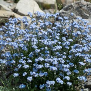 Outsidepride 5000 Seeds Perennial Myosotis Alpestris Forget-Me-Not Blue Garden Flower Seeds for Planting