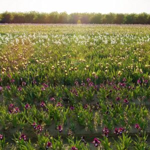 Easy to Grow Bearded Iris Califlora 'Colorful Mix' Plant Bulbs (3 Pack) - Mixed Color Flowering Blooms in Spring & Fall Gardens