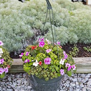 Curtis Wagner 10" Clear Hanging Basket Drip Pan Saucer (10-Pack)