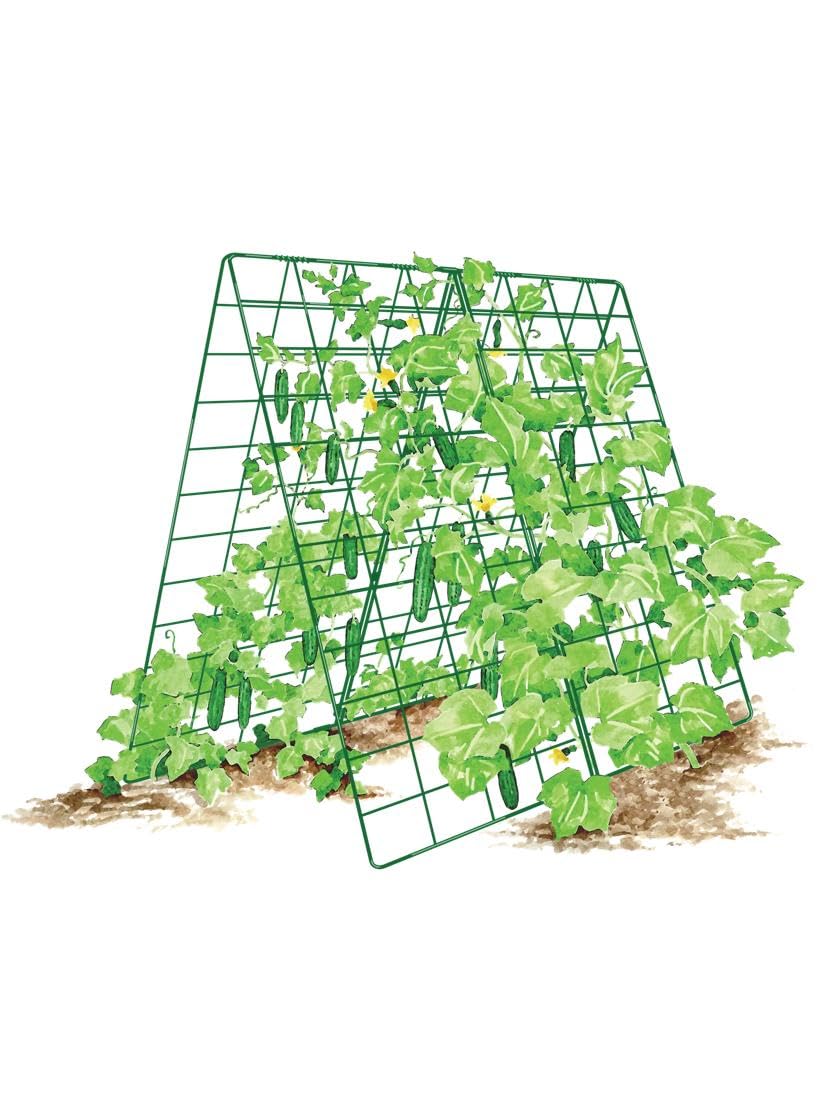 Gardener' s Supply Company Deluxe Cucumber Trellis | Outdoor A-Frame Trellis Plant Support for Vining Vegetables with 4" Grids for Easy Harvesting | 32" W x 46" H - Green