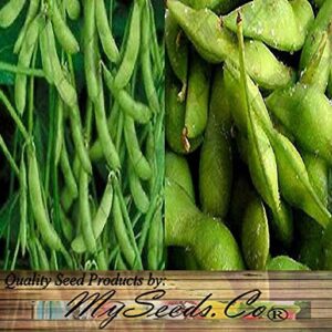 Japanese Edamame Seeds ~~ Soy Bean HIGH in Protein - Young Soy Bean - 80-90 Days (0125 Seeds - 1 oz)