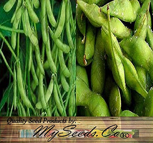 Japanese Edamame Seeds ~~ Soy Bean HIGH in Protein - Young Soy Bean - 80-90 Days (0125 Seeds - 1 oz)