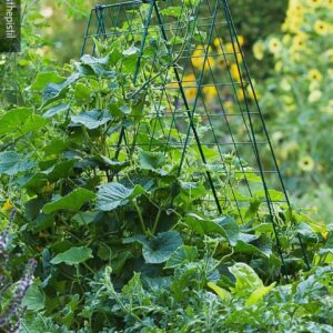 Gardener' s Supply Company Deluxe Cucumber Trellis | Outdoor A-Frame Trellis Plant Support for Vining Vegetables with 4" Grids for Easy Harvesting | 32" W x 46" H - Green