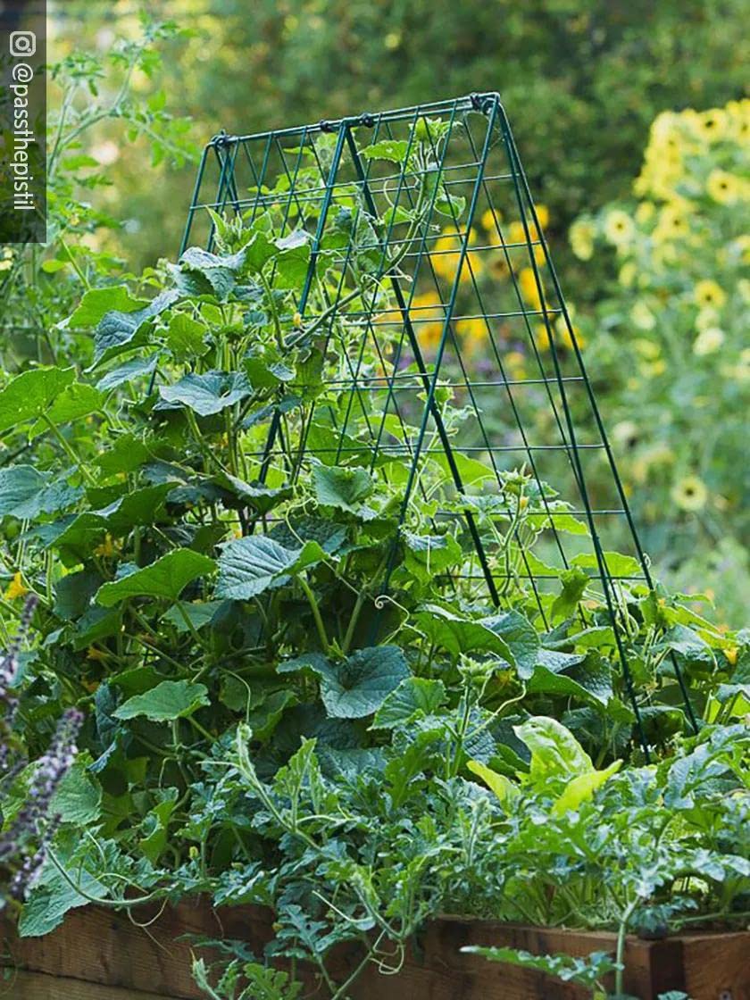 Gardener' s Supply Company Deluxe Cucumber Trellis | Outdoor A-Frame Trellis Plant Support for Vining Vegetables with 4" Grids for Easy Harvesting | 32" W x 46" H - Green