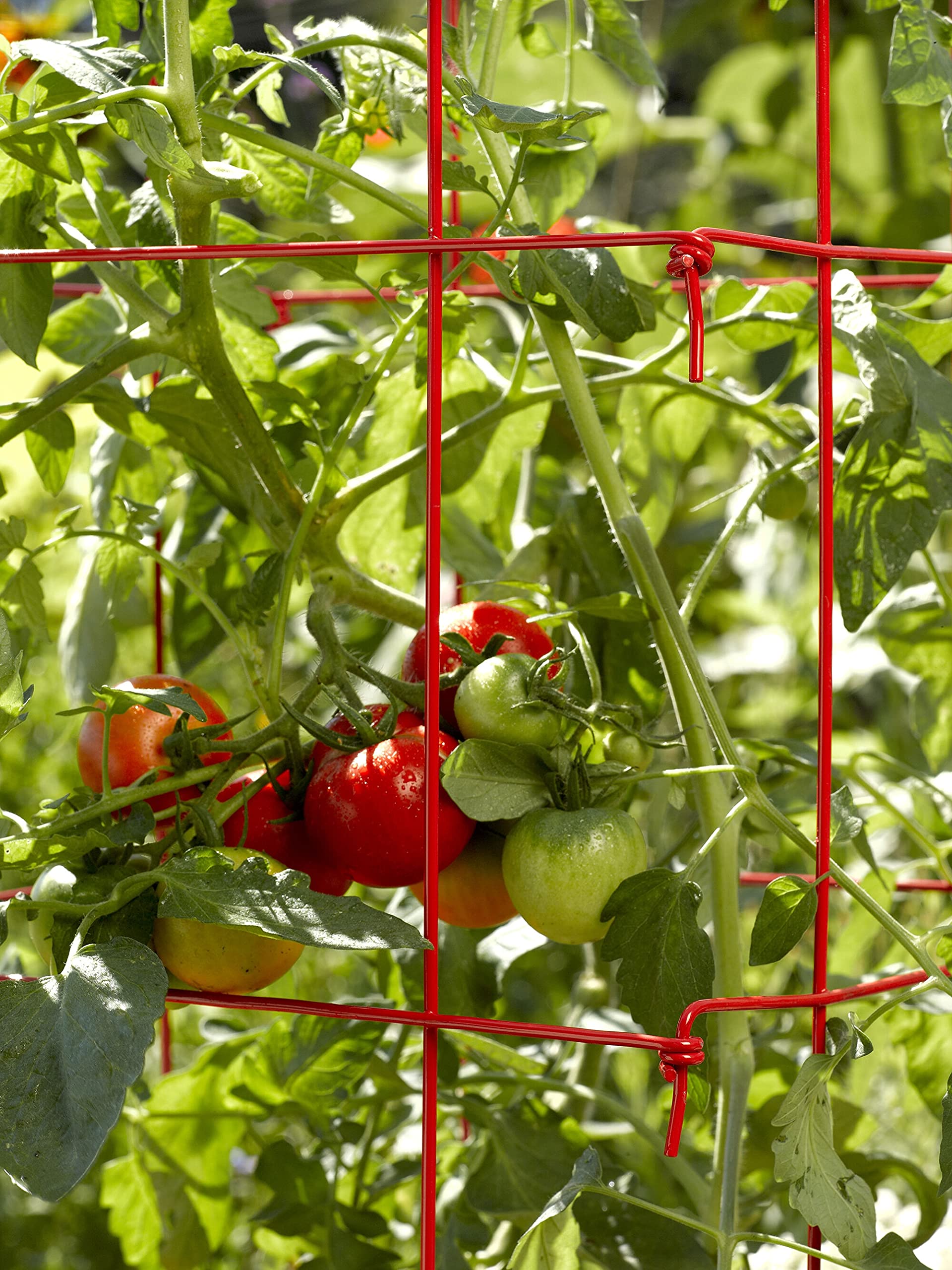 Gardeners Supply Company Lifetime Tomato Cages Plant Stand | Heavy Gauge Sturdy Garden Plants Support for Tomatoes and Other Climbing Plants | No Assembly Needed - Red (Set of 4)