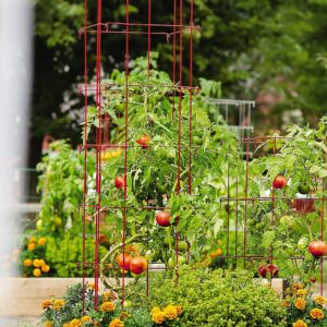 Gardeners Supply Company Lifetime Tomato Cages Plant Stand | Heavy Gauge Sturdy Garden Plants Support for Tomatoes and Other Climbing Plants | No Assembly Needed - Red (Set of 4)