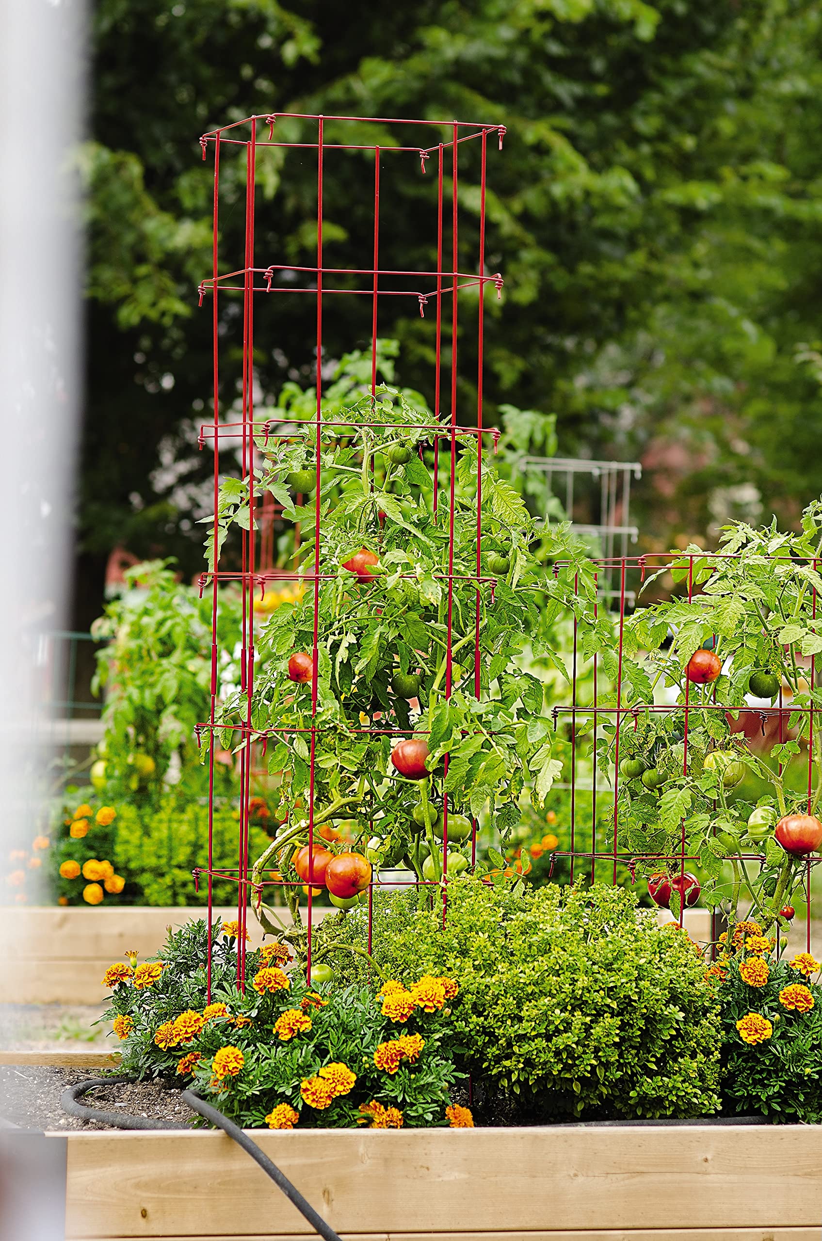 Gardeners Supply Company Lifetime Tomato Cages Plant Stand | Heavy Gauge Sturdy Garden Plants Support for Tomatoes and Other Climbing Plants | No Assembly Needed - Red (Set of 4)