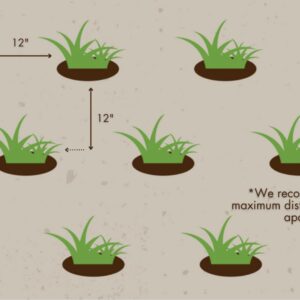 Zoysia Plugs - 50 Large Grass Plugs - Drought Tolerant, Low Maintenance EZPLug