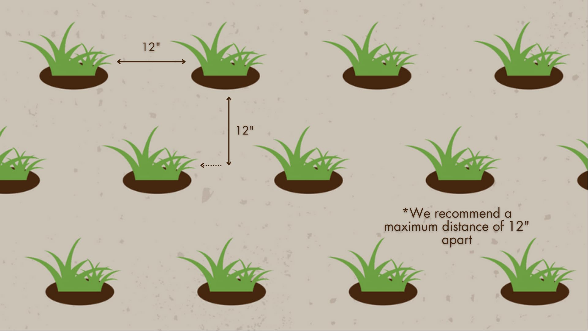 Zoysia Plugs - 50 Large Grass Plugs - Drought Tolerant, Low Maintenance EZPLug