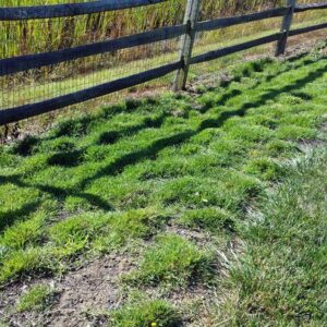 Zoysia Plugs - 50 Large Grass Plugs - Drought Tolerant, Low Maintenance EZPLug