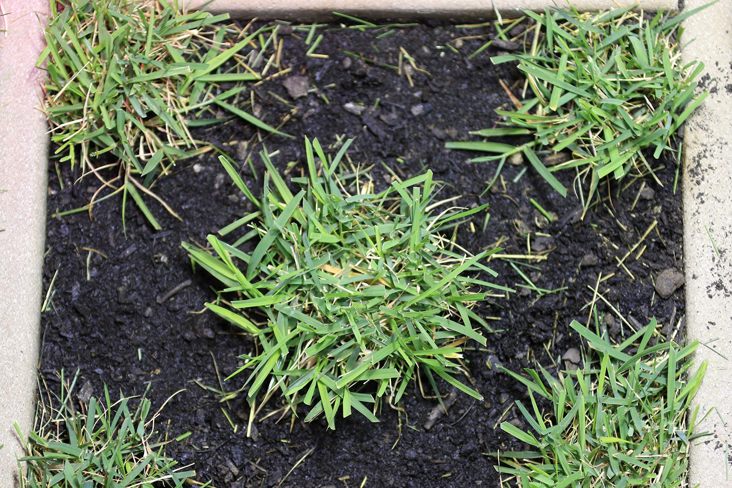 Zoysia Plugs - 50 Large Grass Plugs - Drought Tolerant, Low Maintenance EZPLug