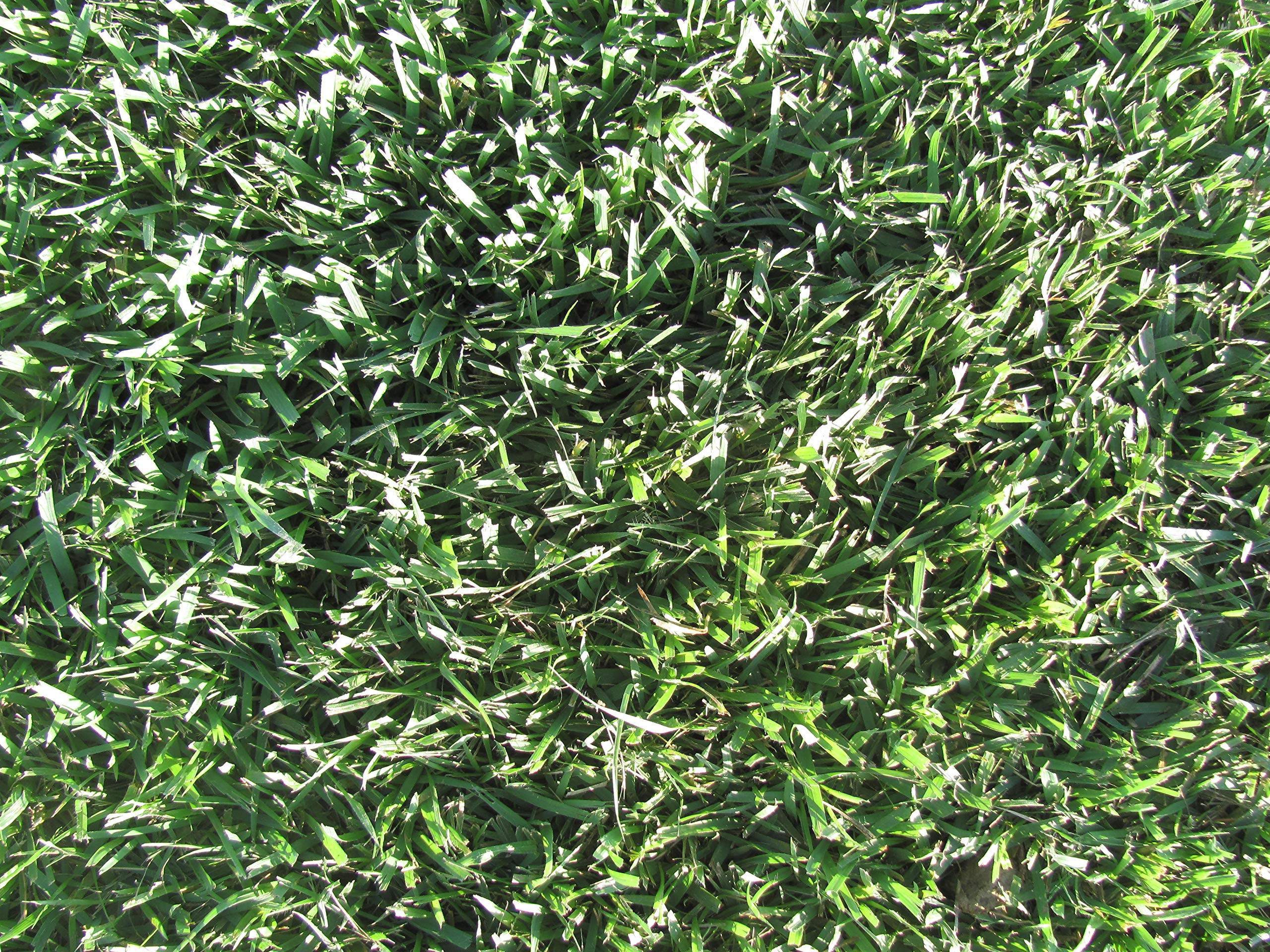 Zoysia Plugs - 50 Large Grass Plugs - Drought Tolerant, Low Maintenance EZPLug