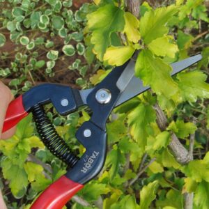 TABOR TOOLS K7A Straight Pruning Shears with Carbon Steel Blades, Florist Scissors, Multi-Tasking Garden Snips for Arranging Flowers, Trimming Plants and Harvesting Herbs, Fruits or Vegetables.