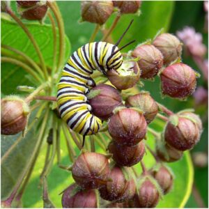 Seed Needs, Milkweed Seed Packet Collection to Attract Monarch Butterflies (5 Individual Seed Varieties to Plant) Heirloom & Untreated Seeds