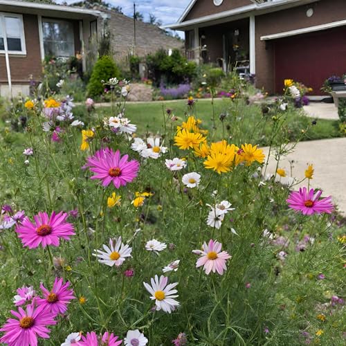 Colorado Wildflower Seed Mix, Covers 325 Sq Ft, 14 Flower Varieties, Over 53,000 Seeds - Created By Nature