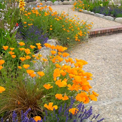 Colorado Wildflower Seed Mix, Covers 325 Sq Ft, 14 Flower Varieties, Over 53,000 Seeds - Created By Nature