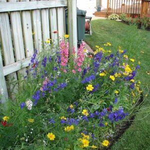 Colorado Wildflower Seed Mix, Covers 325 Sq Ft, 14 Flower Varieties, Over 53,000 Seeds - Created By Nature