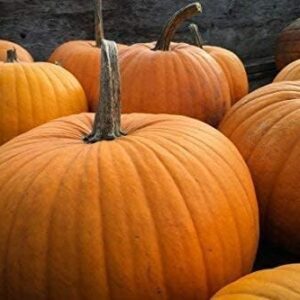 20 Big Max Pumpkin Seeds for Planting - Heirloom Non-GMO USA Grown Premium Vegetable Seeds for Planting - Grows Big Giant Pumpkins up to 100 lbs! Grown for Pies and Halloween Jack O Lanterns