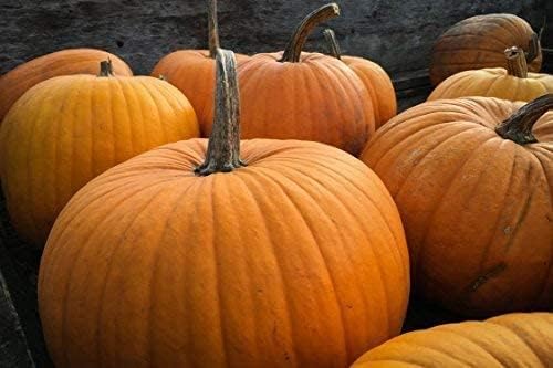 20 Big Max Pumpkin Seeds for Planting - Heirloom Non-GMO USA Grown Premium Vegetable Seeds for Planting - Grows Big Giant Pumpkins up to 100 lbs! Grown for Pies and Halloween Jack O Lanterns