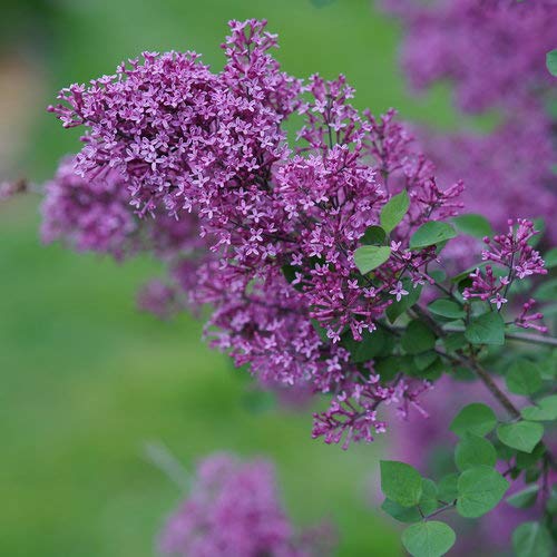 Proven Winners - Syringa x Bloomerang Dark Purple (Reblooming Lilac) Shrub, dark purple flowers, #3 - Size Container