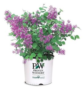 proven winners - syringa x bloomerang dark purple (reblooming lilac) shrub, dark purple flowers, #3 - size container