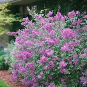 Proven Winners - Syringa x Bloomerang Dark Purple (Reblooming Lilac) Shrub, dark purple flowers, #3 - Size Container